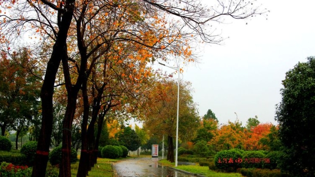 詩情畫意！秋冬之交一場雨 別樣周口落葉美