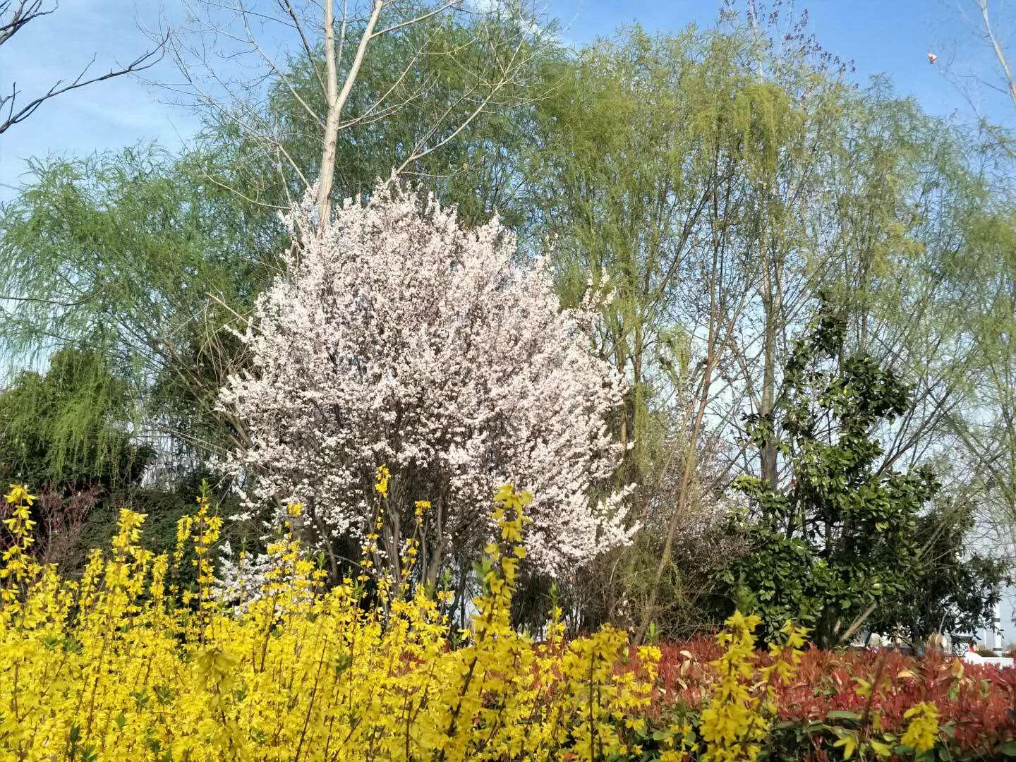 春天里，我們一起來看花