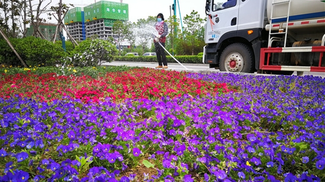 周口城區(qū)路邊鮮花盛開