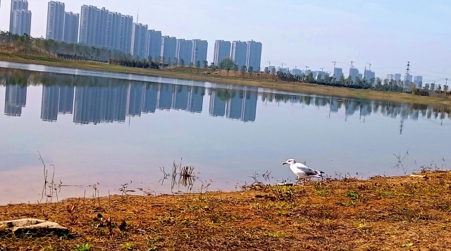 打造水生態(tài)城市，讓周口更宜居