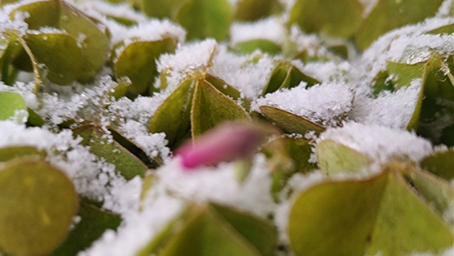 三川雪景別樣美