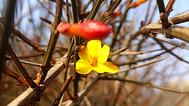 周口公園：迎春花開喜迎春