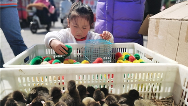 街頭彩色小雞熱賣(mài)