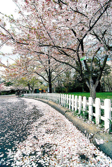 北方賞櫻名所———青島中山公園