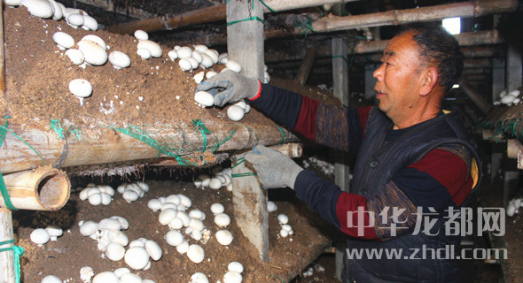 周口項(xiàng)城：食用菌種植基地內(nèi)，工人正在查看雙孢菇長(zhǎng)勢(shì)